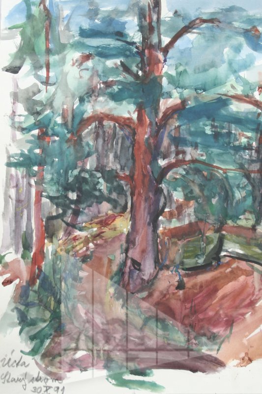 Concidération - vieux arbre